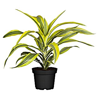 Piardino Drachenbaum 'Lemon Surprise' (Dracaena deremensis 'Lemon Surprise', Dunkelgrün/Hellgrün)