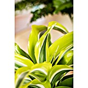 Dracaena deremensis 12 Lemon Surprise