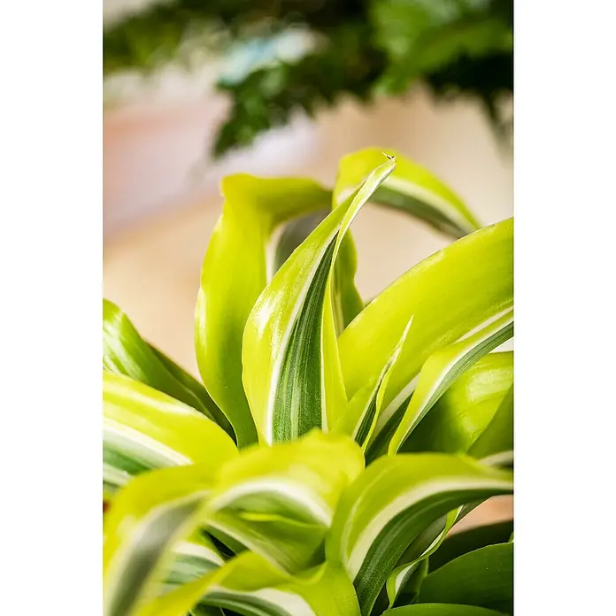 Piardino Drachenbaum 'Lemon Surprise'Dracaena deremensis 'Lemon Surprise', Dunkelgrün/Hellgrün - Nahaufnahme einer Zimmerpflanze mit hellgrünen, gestreiften Blättern, die das natürliche Licht einfängt.