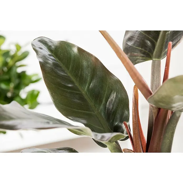 Piardino Baumfreund 'Red Beauty'Philodendron 'Red Beauty' - Nahaufnahme eines Philodendron Red Emerald mit glänzenden, dunkelgrünen Blättern und roten Stielen, der in einem Innenraum steht.