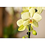 Piardino Schmetterlingsorchidee (Phalaenopsis Hybriden, Topfgröße: 9 cm, Cremegelb, Aufrecht) | BAUHAUS