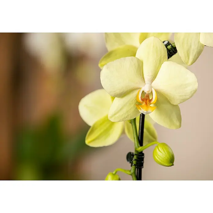 Piardino Schmetterlingsorchidee in Retro Keramik - Phalaenopsis Hybriden, Topfgröße: 9 cm, Cremegelb, Aufrecht - Nahaufnahme einer blassgelben Orchidee mit schwarzen Klammern, die den Stiel stützen. Die Orchidee hat gelbe und orangefarbene Akzente in der Mitte.