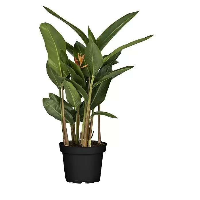 Piardino HelikonieHeliconia wagneriana, Sortenabhängig