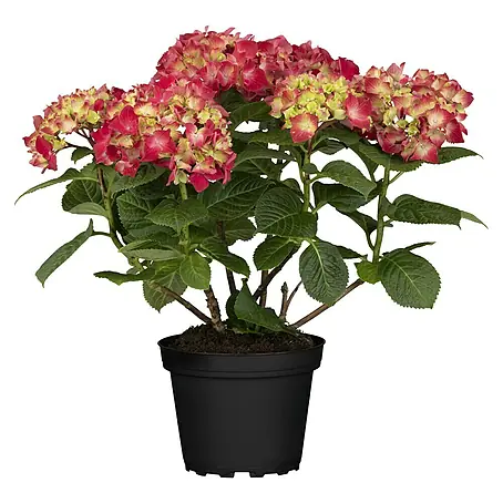 Piardino  Hydrangea