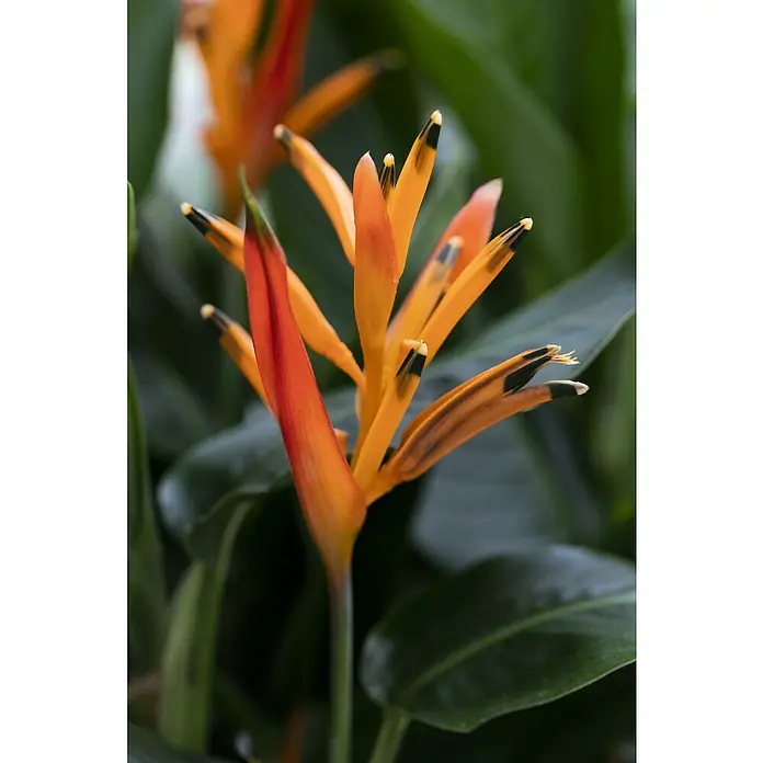 Piardino HelikonieHeliconia wagneriana, Sortenabhängig - Nahaufnahme einer Heliconia psittacorum-Blüte mit leuchtend orangefarbenen Blütenblättern und grünen Blättern.