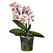 Piardino Schmetterlingsorchidee 'Boquetto Romantico' (Phalaenopsis multiflora 'Boquetto Romantico', Rosa, Aufrecht) | BAUHAUS