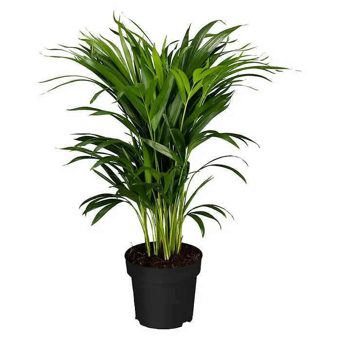 Piardino Zimmerpflanzen-Set - Raumklima - 3 tlg. - Zimmerpflanze Areca-Palme in einem Topf. Die Areca-Palme ist eine beliebte Zimmerpflanze, die für ihre luftreinigenden Eigenschaften bekannt ist.