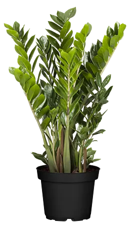 Piardino Glcksfeder Aktion - Zamioculcas zamiifolia, Topfgre: 21 cm  online kaufen bei BAUHAUS