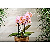 Piardino Schmetterlingsorchidee 'Boquetto Romantico' (Phalaenopsis multiflora 'Boquetto Romantico', Rosa, Aufrecht) | BAUHAUS