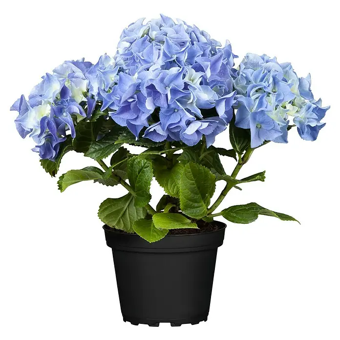 Piardino Hydrangea - Hydrangea macrophylla, Tamaño de maceta: 14 cm, Dependiendo de la variedad - Un arbusto de hortensia azul en una maceta negra, mostrando su belleza floreciente y elegancia natural.