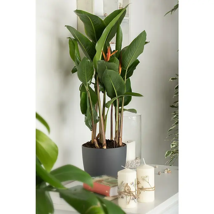 Piardino HelikonieHeliconia wagneriana, Sortenabhängig - Zimmerpflanze im Topf mit Kerzen und Buch auf einem Tisch. Die Pflanze ist eine schöne Dekoration für Ihr Zuhause.