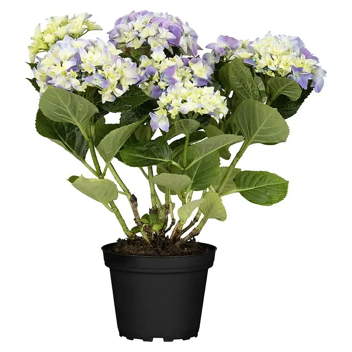 Piardino Hydrangea - Hydrangea macrophylla, Tamaño de maceta: 14 cm, Dependiendo de la variedad - Primer plano de una encantadora hortensia en maceta con delicadas flores moradas y blancas, que añaden un toque de elegancia a cualquier espacio.