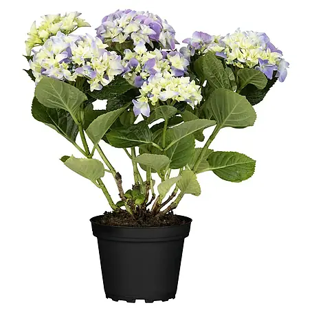 Piardino  Hydrangea
