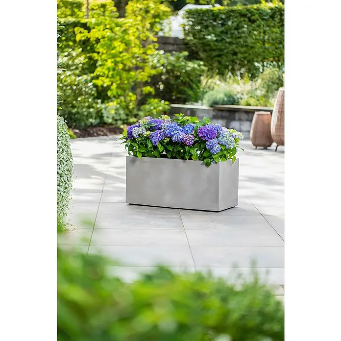 Piardino Hydrangea - Hydrangea macrophylla, Tamaño de maceta: 14 cm, Dependiendo de la variedad - Una jardinera gris llena de exuberantes hortensias azules y moradas en un patio alicatado, rodeada de vegetación.