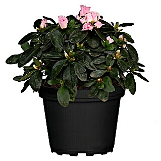 Piardino Zimmerazalee (Rhododendron simsii Baby, Topfgröße: 6 cm, Rosa)