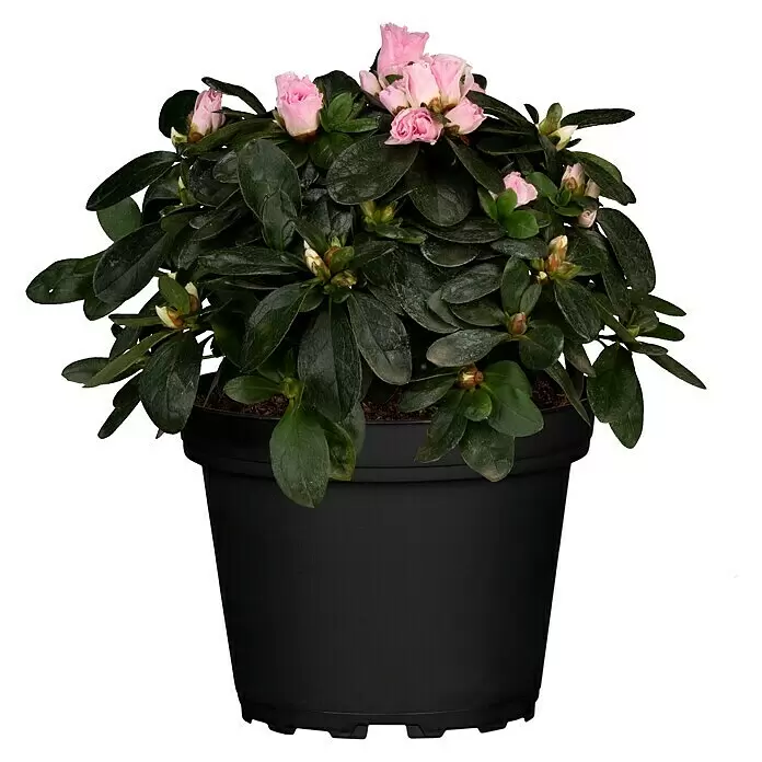 Piardino Zimmerazalee - Rhododendron simsii Baby, Topfgröße: 6 cm, Rosa - Vorderansicht