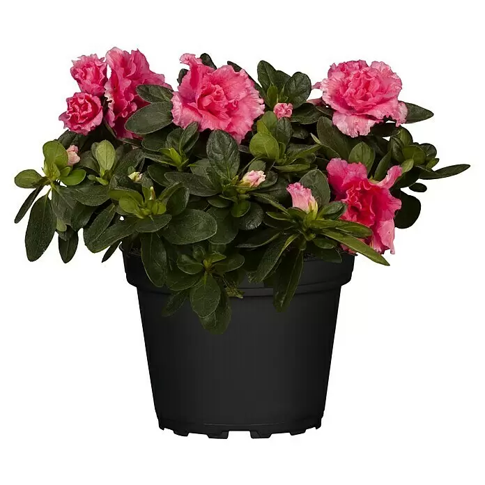 Piardino Zimmerazalee - Rhododendron simsii Baby, Topfgröße: 6 cm, Rosa - Vorderansicht
