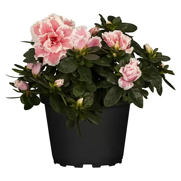 Piardino ZimmerazaleeRhododendron simsii Baby, Topfgröße: 6 cm, Rosa