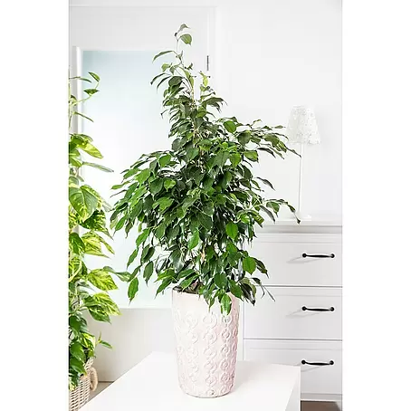 Piardino  Mix de plantas de interior
