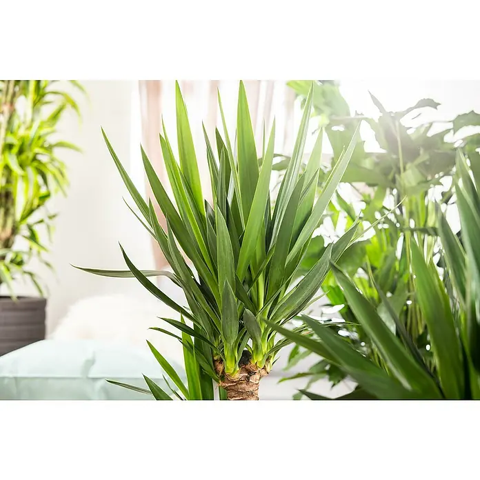 gasteria variegata Gasteria verrucosa variegata – Cyprus Cactus