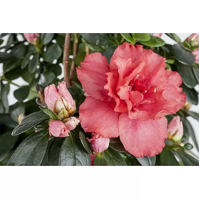 Piardino Zimmerazalee - Rhododendron simsii Baby, Topfgröße: 6 cm, Rosa - Detailaufnahme