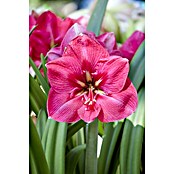 Piardino Amaryllis (Hippeastrum, pink, Rosa) | BAUHAUS