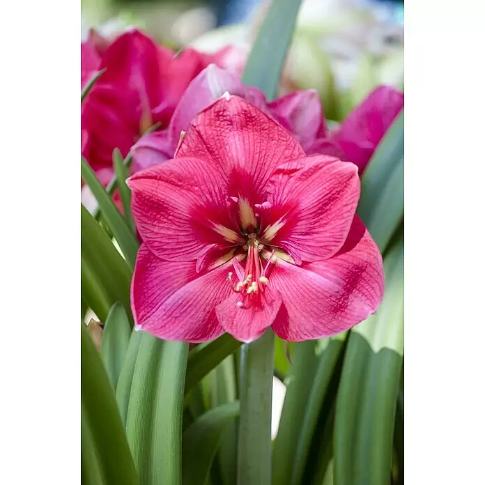 Piardino AmaryllisHippeastrum, pink, Rosa