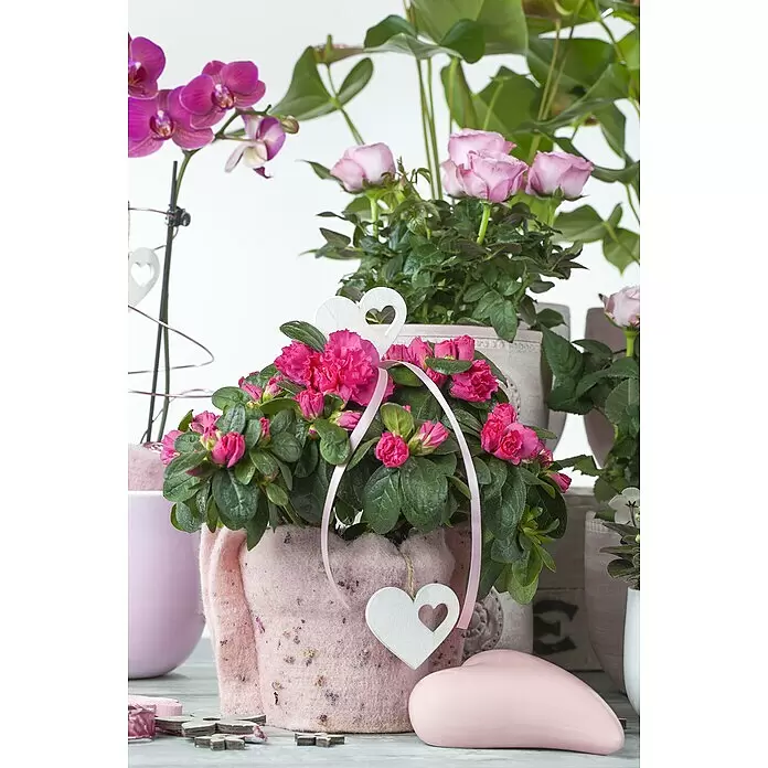 Piardino Zimmerazalee - Rhododendron simsii Baby, Topfgröße: 6 cm, Rosa - Stimmungsaufnahme