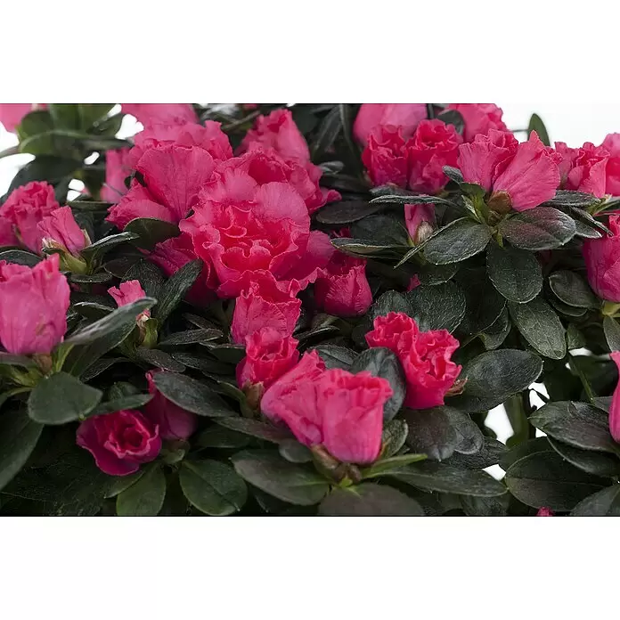 Piardino Zimmerazalee 'Flamenco' - Rhododendron simsii 'Flamenco', Lila - Detailaufnahme