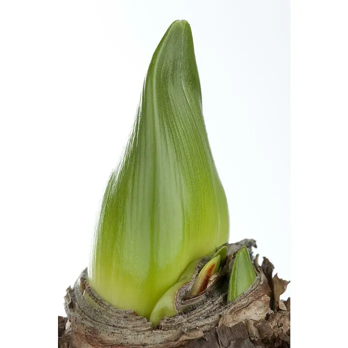 Piardino AmaryllisHippeastrum, pink, Rosa - Nahaufnahme einer Amaryllis-Zwiebel mit einem sprießenden, hellgrünen Trieb vor einem sauberen, weißen Hintergrund.