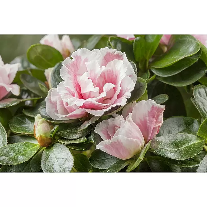 Piardino Zimmerazalee - Rhododendron simsii Baby, Topfgröße: 6 cm, Rosa - Detailaufnahme