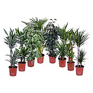 Piardino Zimmerpflanzen-Mix sortiert (Verschiedene Sorten, Topfgröße: 21 cm)
