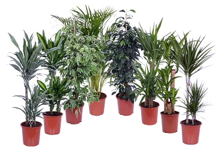Zimmerpflanzen gro online kaufen