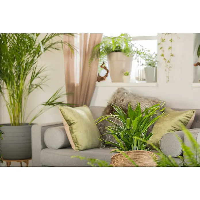 Piardino Mix de plantas de interior - Diferentes especies y variedades, Tamaño de maceta: 21 cm - Primer plano de una acogedora sala de estar con exuberantes plantas de interior, creando un ambiente relajante y natural.