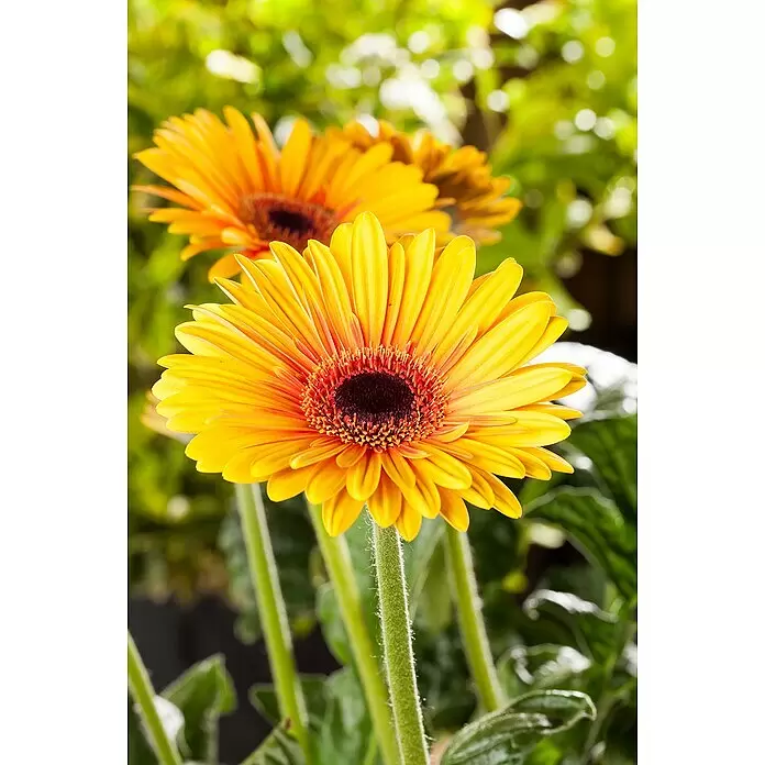 Piardino Gerbera - Gerbera garvinea, Topfgröße: 19 cm - Detailaufnahme