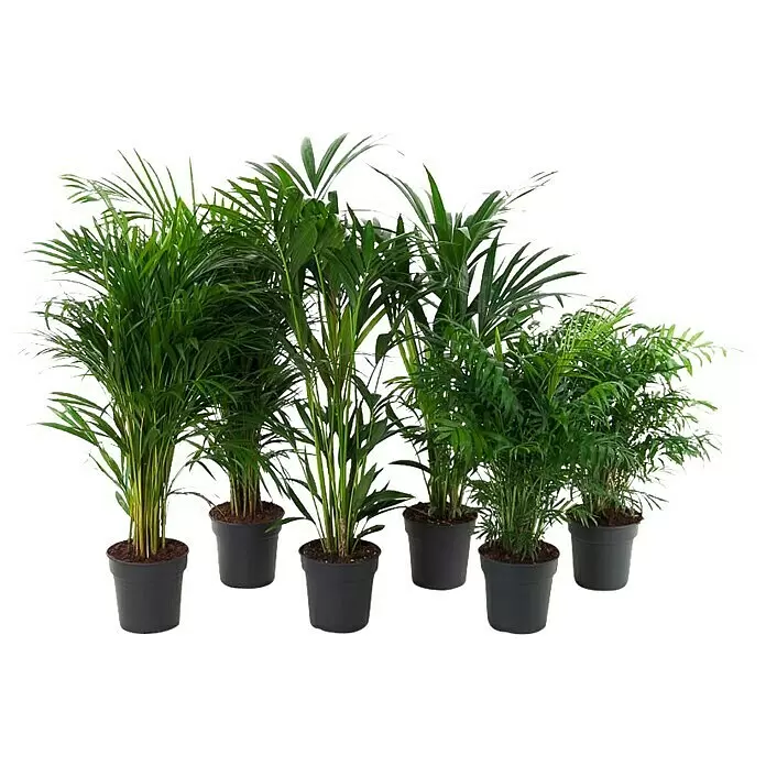 Piardino Zimmerpflanzen-Mix Palmen - Palmen in Arten & Sorten, Topfgröße: 22 cm - Vorderansicht