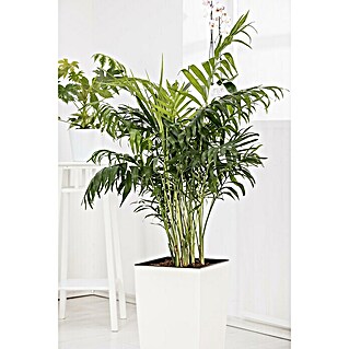 Piardino Zimmerpflanzen-Mix Palmen (Palmen in Arten & Sorten, Topfgröße: 22 cm)