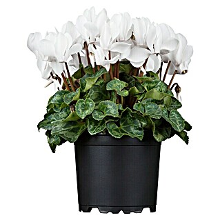 Piardino Zimmer-Alpenveilchen (Cyclamen persicum, Topfgröße: 13 cm, Weiß)