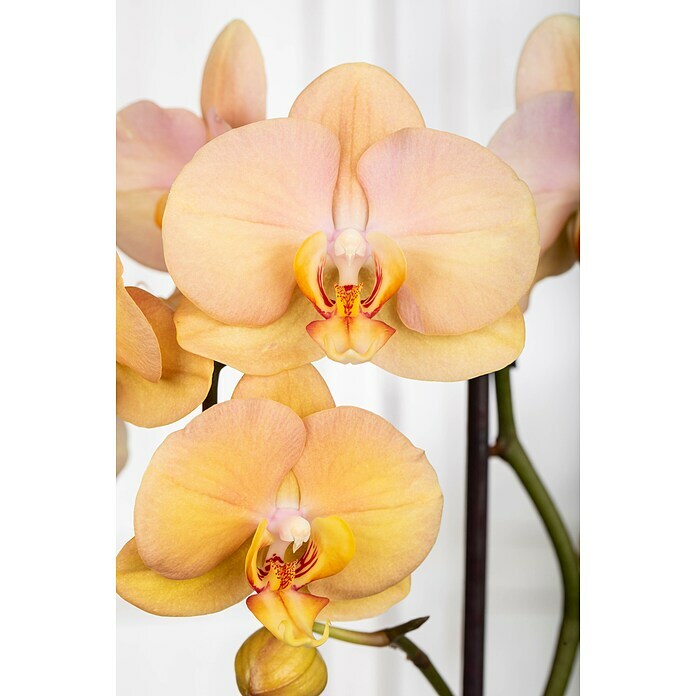 Piardino Schmetterlingsorchidee 'Solid Gold'Phalaenopsis 'Solid Gold', Goldgelb, Aufrecht Detail Shot