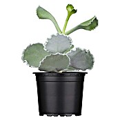 Piardino Sukkulenten (Cotyledon undulata, Topfgröße: 9 cm) | BAUHAUS