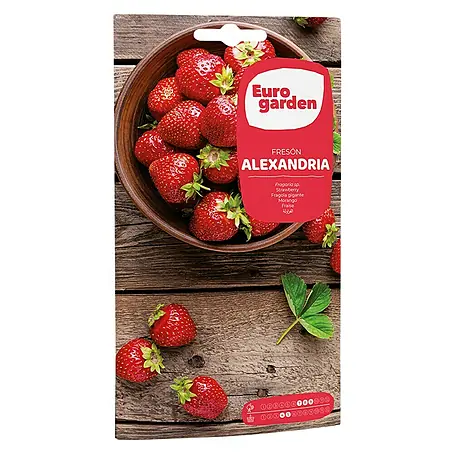 Euro Garden  Semillas de frutas Fresas rubí
