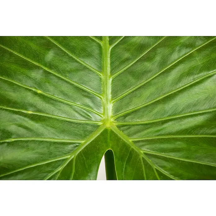 Piardino ElefantenohrAlocasia portodora, Topfgröße: 35 cm - Nahaufnahme eines grünen Elefantenohrblattes, das die markanten Blattadern und die Textur hervorhebt. Ideal für Naturliebhaber!