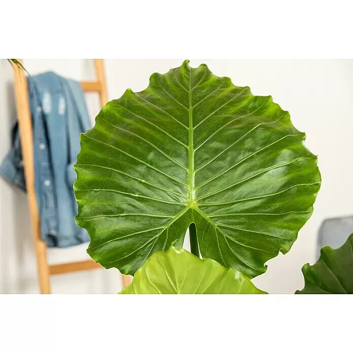 Piardino ElefantenohrAlocasia portodora, Topfgröße: 35 cm