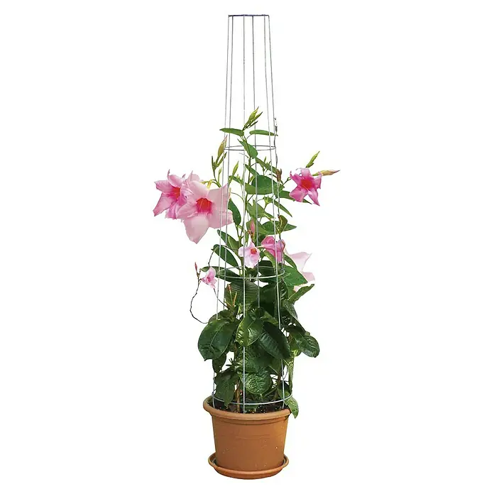 Bellissa Ranksäule Aktion - Höhe: 130 cm, Durchmesser: 28 cm - Eine Mandevilla-Pflanze im Topf mit einer Rankhilfe.