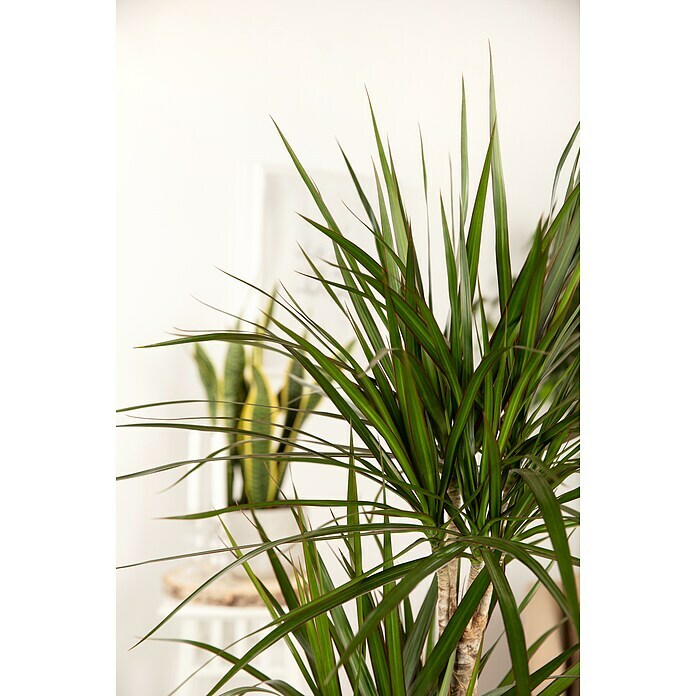 Piardino Drachenbaum (Dracaena marginata, Topfgröße: 24 cm, Dunkelgrün/Dunkelrot) | BAUHAUS