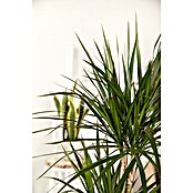 Piardino Drachenbaum (Dracaena marginata, Topfgröße: 24 cm, Dunkelgrün/Dunkelrot) | BAUHAUS