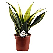 Piardino Bogenhanf 'Gold Flame' (Sansevieria trifasciata 'Gold Flame', Topfgröße: 14 cm, Gelb-Grün) | BAUHAUS