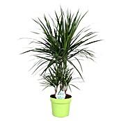 Piardino Drachenbaum (Dracaena marginata, Topfgröße: 24 cm, Dunkelgrün/Dunkelrot) | BAUHAUS