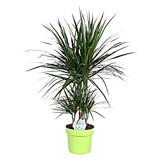 Piardino Drachenbaum (Dracaena marginata, Topfgröße: 24 cm, Dunkelgrün/Dunkelrot)