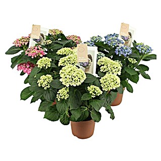 Piardino Hortensie 'Curly Wurly' (Hydrangea macrophylla 'Curly Wurly', Topfgröße: 14 cm, Farbe je nach Sorte)
